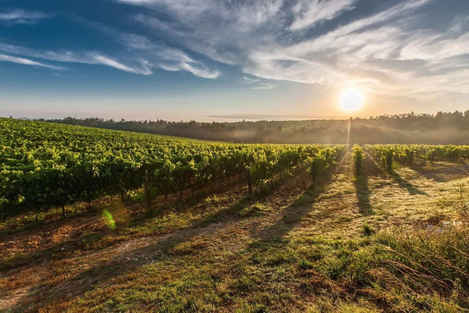 18 Best Winery in Alabama 3 Vineyards in Alabama