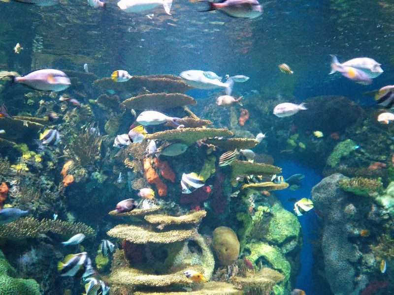 10 Wondrous Things To Do In Myrtle Beach 9 things to do in myrtle beach
