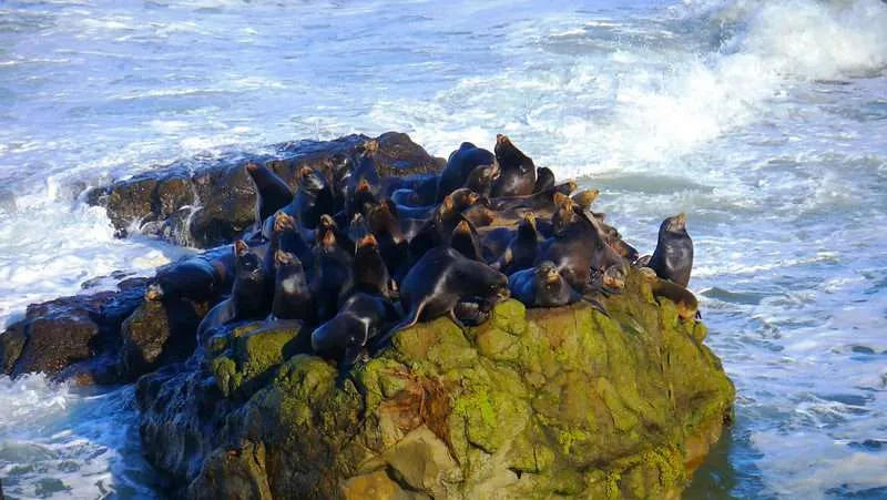 Oregon Coast Camping : 10 Amazing Places To Explore 22 Cape Arago State Park