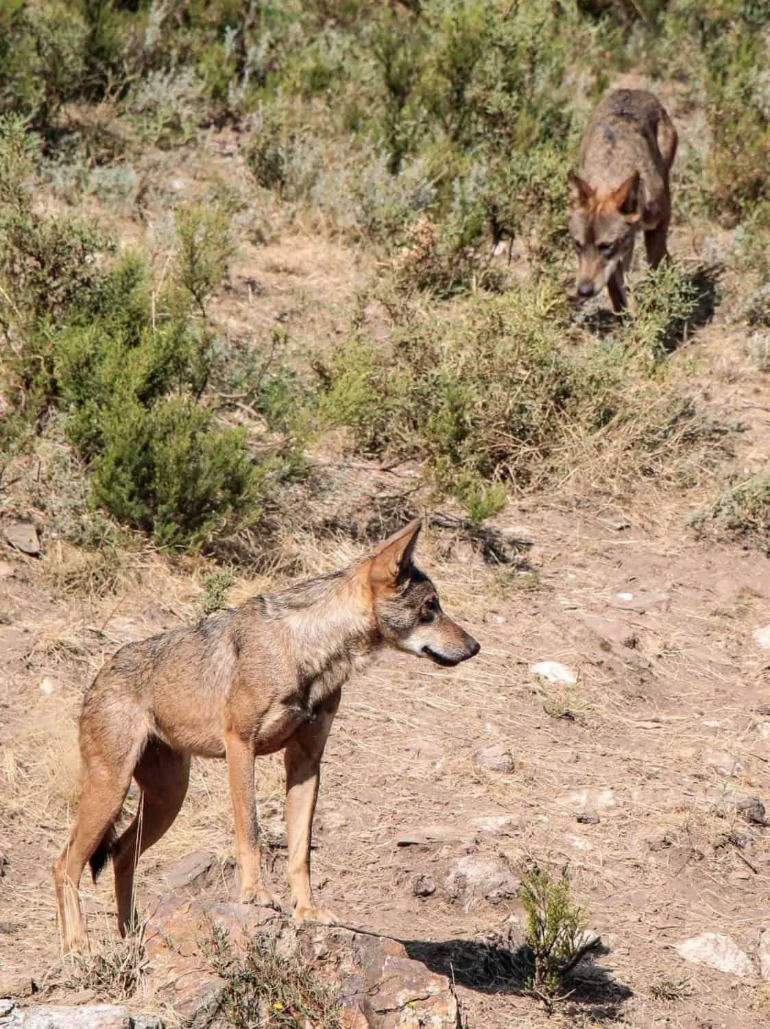 What do Wolves Eat : 7 Facts 2 pexels natalia garcia prieto 8907598 scaled