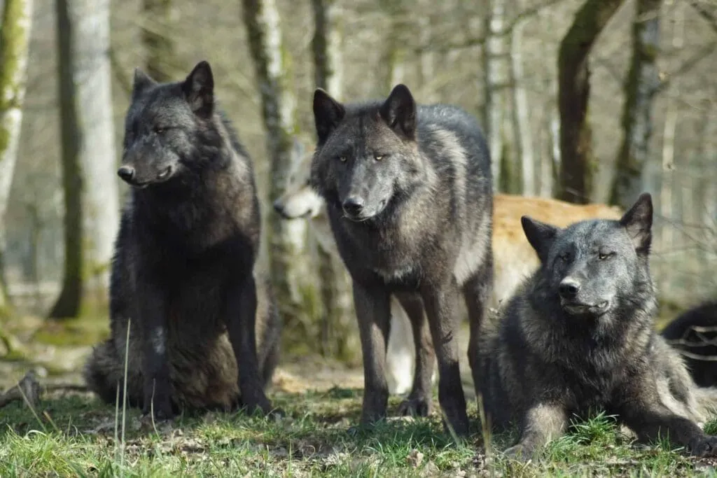 What do Wolves Eat : 7 Facts 1 pexels patrice schoefolt 3749012