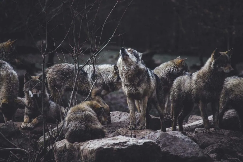 What do Wolves Eat : 7 Facts 5 thomas bonometti dtfyRuKG7UY unsplash