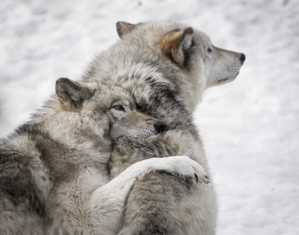 What do Wolves Eat : 7 Facts 4 yannick menard rRgUtMpM1uw unsplash