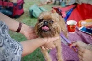 7 Cute Smallest Dog Breeds And Facts About Small Dogs 7 abbie love AhGyxATyU68 unsplash