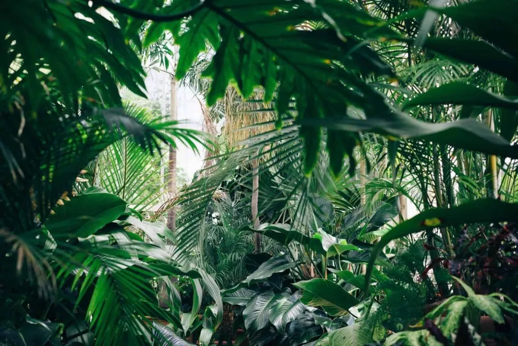 10 Interesting Animals In The Rainforest & What do They Eat? 6 Plants - Animals In The Rainforest