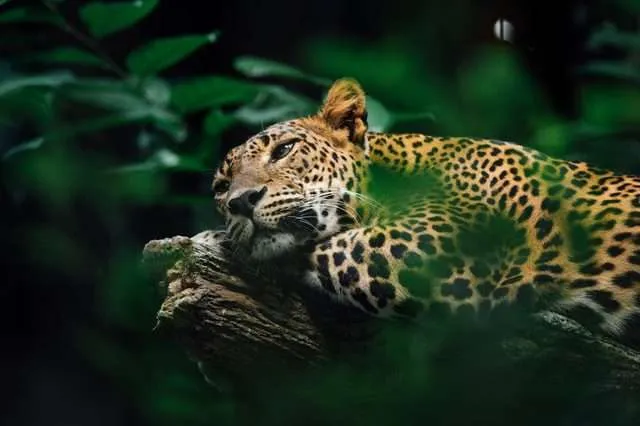 10 Interesting Animals In The Rainforest & What do They Eat? 8 Animals in the rainforest