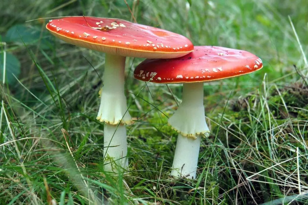 7 Amazing Benefits Of Mushrooms 3 Benefits Of Mushrooms