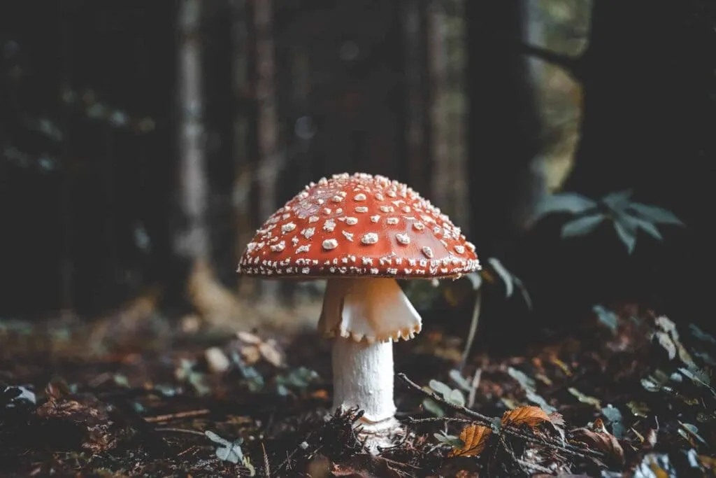 7 Amazing Benefits Of Mushrooms 1 Toxic Mushrooms - Benefits Of Mushrooms