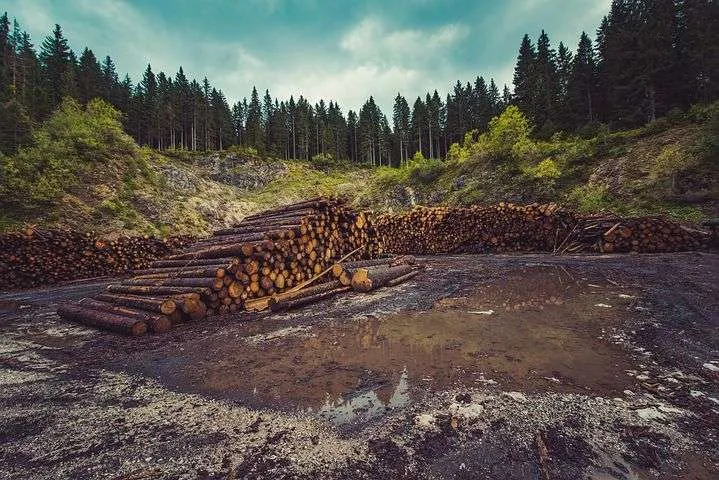 What Causes Global Warming - Top 11 Shocking Causes 5 Deforestation