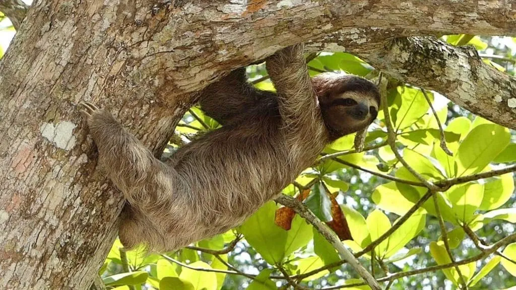 10 Interesting Animals In The Rainforest & What do They Eat? 10 Sloths - Animals In The Rainforest
