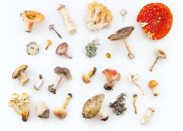 7 Amazing Benefits Of Mushrooms 10 Benefits of mushrooms