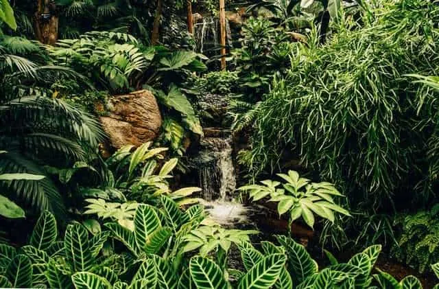 10 Interesting Animals In The Rainforest & What do They Eat? 15 Animals in rainforest