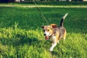 7 Cute Smallest Dog Breeds And Facts About Small Dogs 10 pexels artem beliaikin 2613329