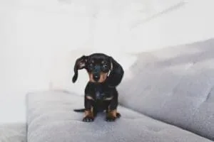 7 Cute Smallest Dog Breeds And Facts About Small Dogs 11 pexels dominika roseclay 4490127