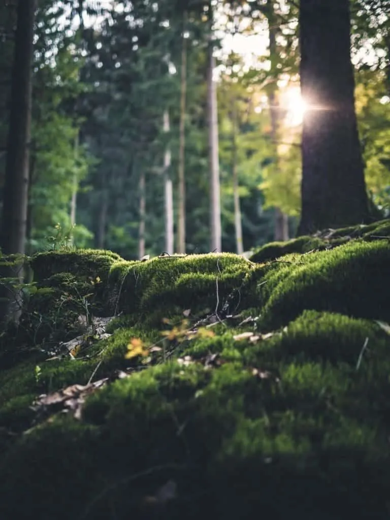 10 Interesting Animals In The Rainforest & What do They Eat? 4 Forest Floor - Animals In The Rainforest