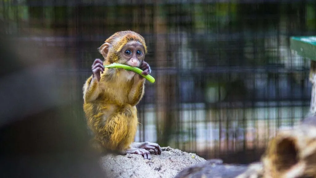 10 Interesting Animals In The Rainforest & What do They Eat? 9 Herbivores - Animals In The Rainforest
