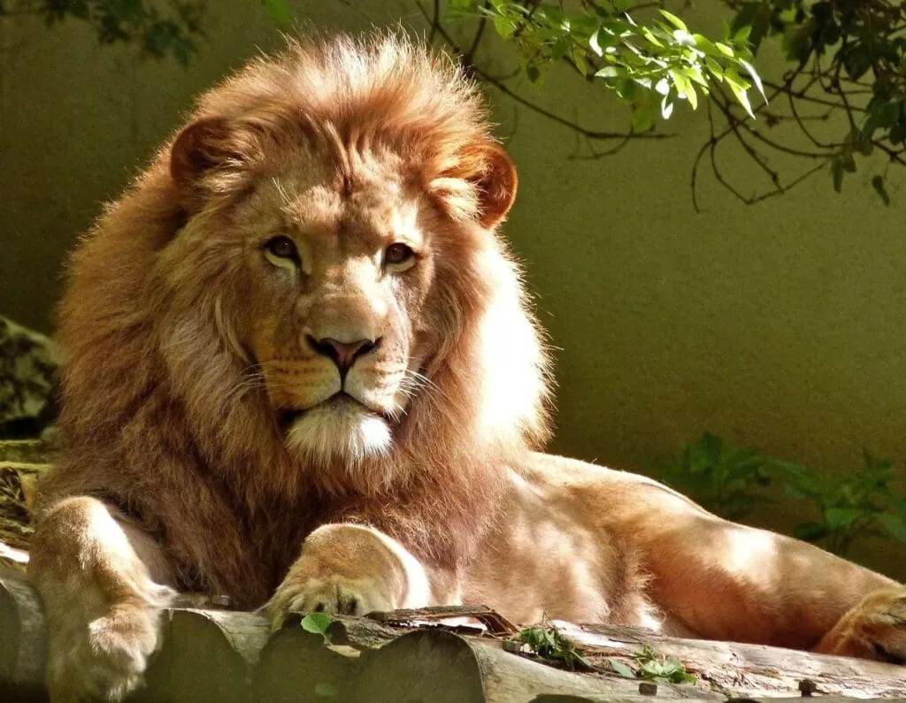 10 Interesting Animals In The Rainforest & What do They Eat? 12 Animals In The Rainforest