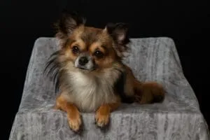 7 Cute Smallest Dog Breeds And Facts About Small Dogs 12 pexels pixabay 434046