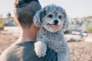 7 Cute Smallest Dog Breeds And Facts About Small Dogs 8 pexels pnw production 8576306