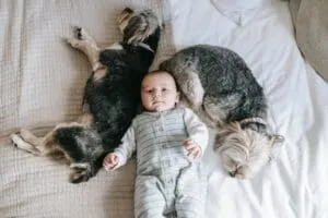 7 Cute Smallest Dog Breeds And Facts About Small Dogs 2 pexels sarah chai 7282668