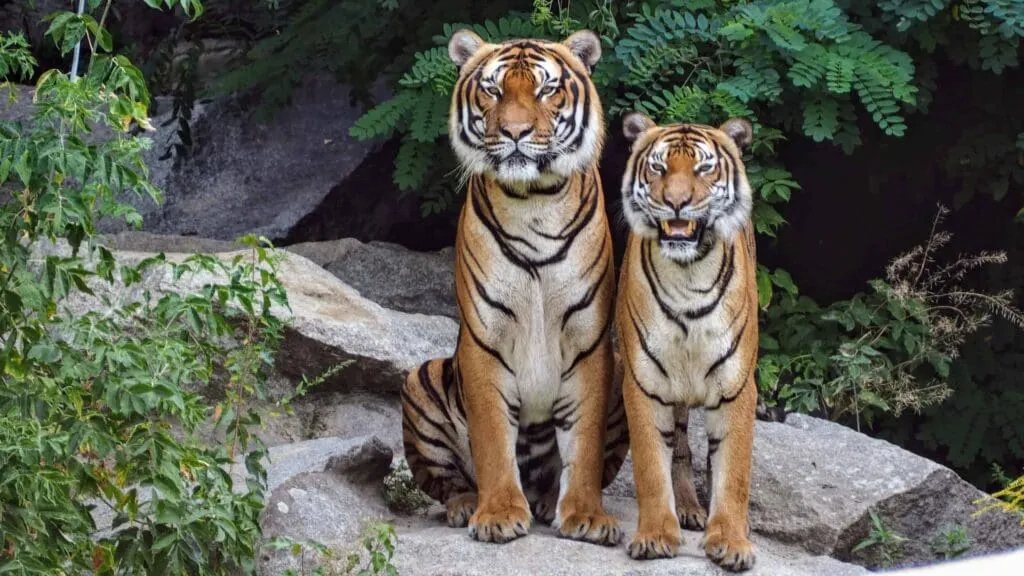 10 Interesting Animals In The Rainforest & What do They Eat? 13 Animals In The Rainforest