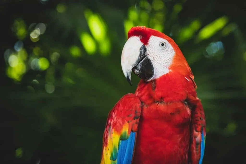 10 Interesting Animals In The Rainforest & What do They Eat? 7 Animals In The Rainforest