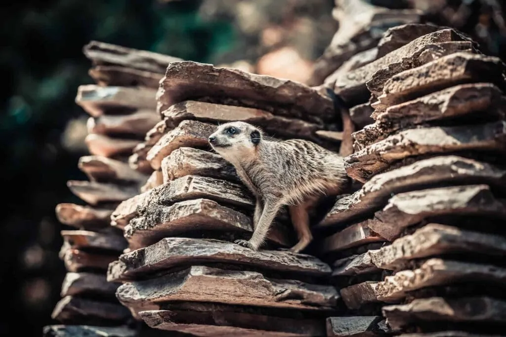 10 Interesting Animals In The Rainforest & What do They Eat? 14 Animals In The Rainforest