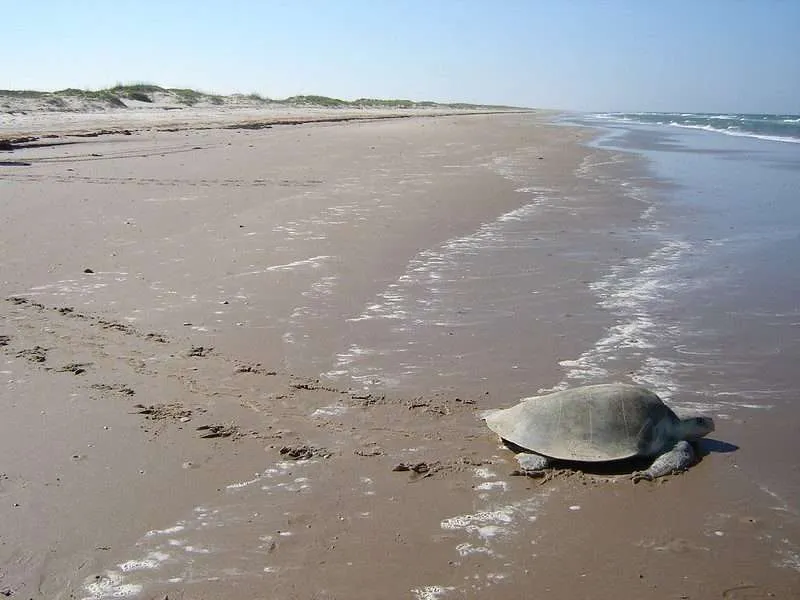 22 Fun Places To Visit In Texas 5 Padre Island National Seashore