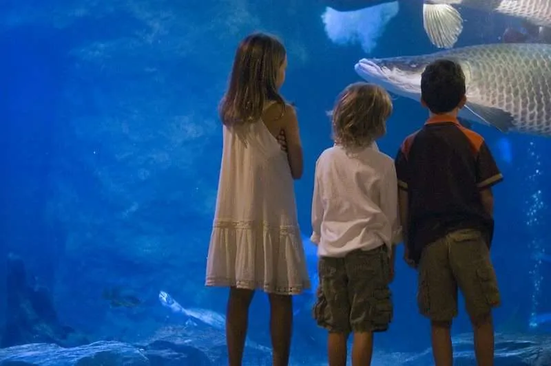 22 Fun Places To Visit In Texas 12 Dallas World Aquarium