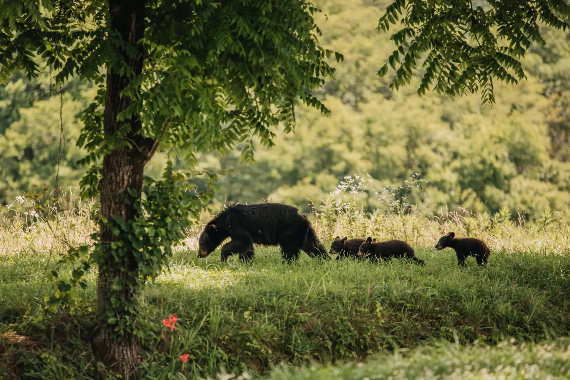 Best Place to Stay in Smoky Mountains TN : 7 Amazing Places to Check Out 3 pexels kalen kemp 9560052