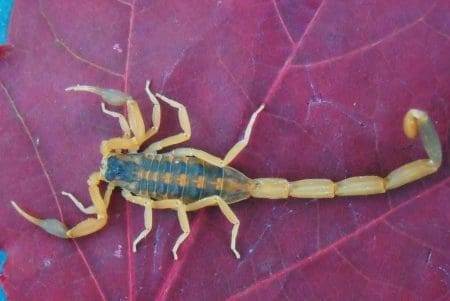 A top view of a scorpion on a purple leaf.