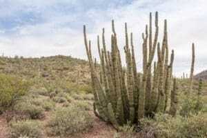 13 Best Top-Rated Things To Do In Arizona 9 Organ Pipe National Monument
