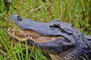 26 Best Things To Do In Miami 7 alligator 4903254 1280