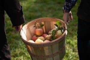 Apple picking NJ guide with 6 amazing places 3 erm