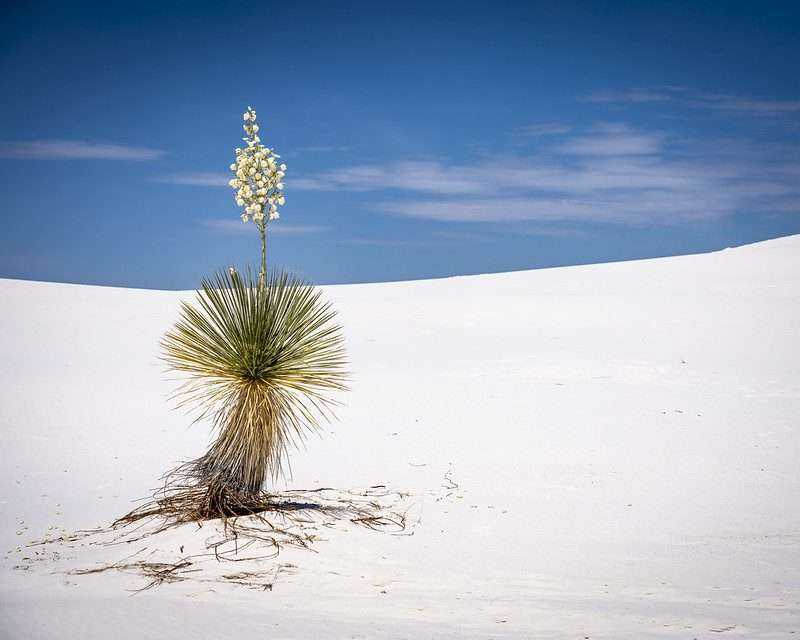 White Sands New Mexico And 10 Remarkable Reasons To Visit 1 White Sands New Mexico