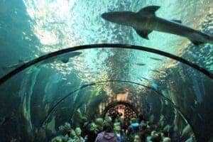 10 Best Things To Do In Oregon 3 Oregon Coast Aquarium