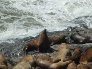 10 Best Things To Do In Oregon 7 Sea Lion Caves
