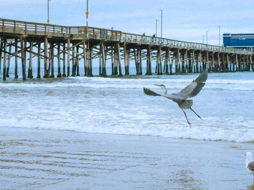 15 Best Virginia Beaches To Visit In Summer 3 Virginia beaches