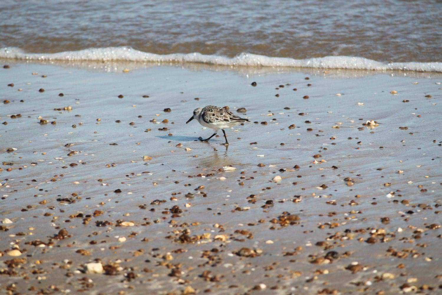 9 Best Beaches in Texas 10 txdx scaled