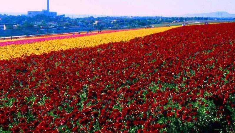 Top 5 Fun Activities in Flower Fields Carlsbad 13 Flower Fields Carlsbad
