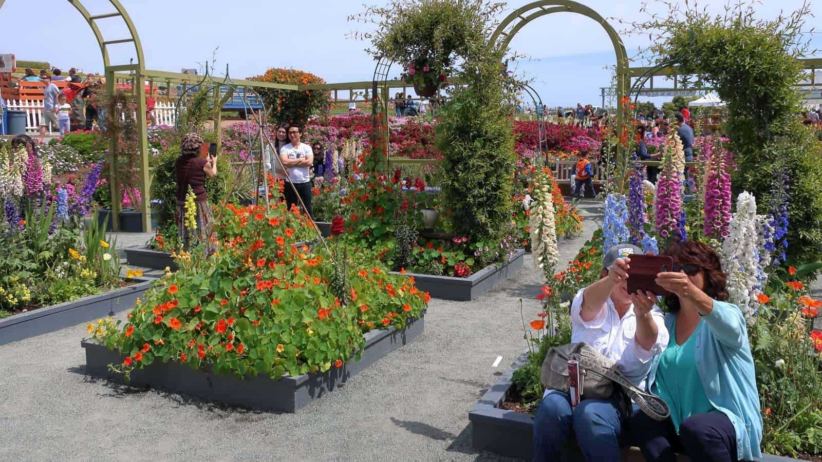 Top 5 Fun Activities in Flower Fields Carlsbad 7 Flower Fields Carlsbad