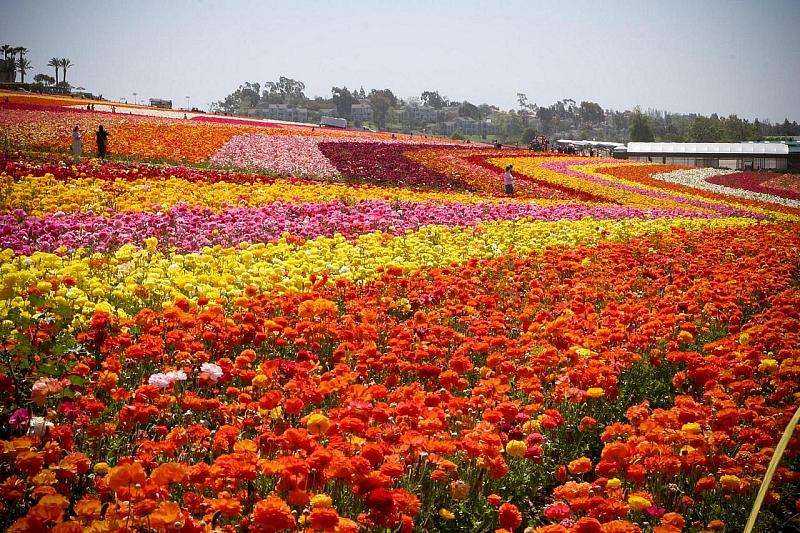 Top 5 Fun Activities in Flower Fields Carlsbad 2 Flower Fields Carlsbad