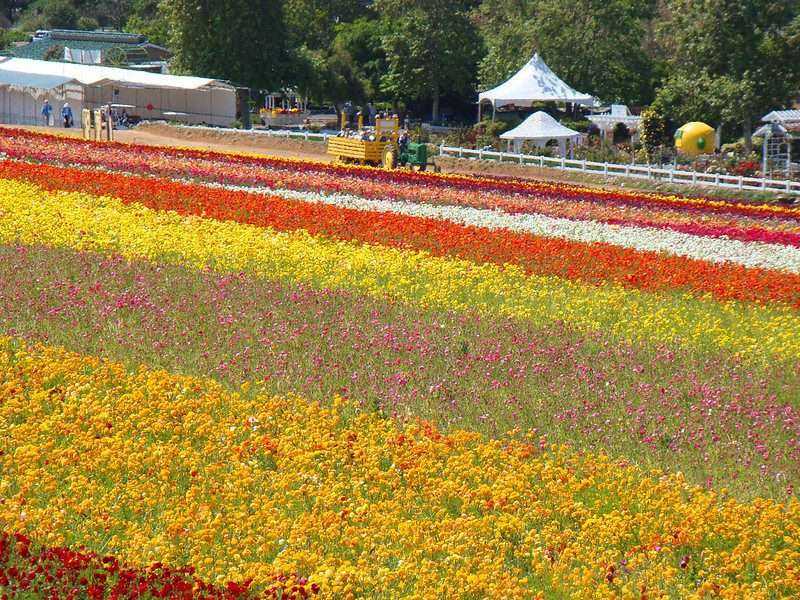Top 5 Fun Activities in Flower Fields Carlsbad 4 Flower Fields Carlsbad