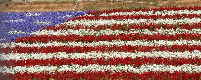Top 5 Fun Activities in Flower Fields Carlsbad 9 Flower Fields Carlsbad