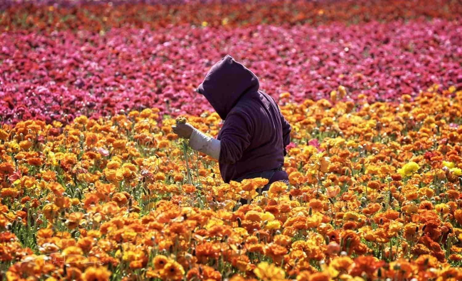 Top 5 Fun Activities in Flower Fields Carlsbad 3 Flower Fields Carlsbad