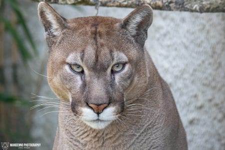 Cougar vs Mountain Lion