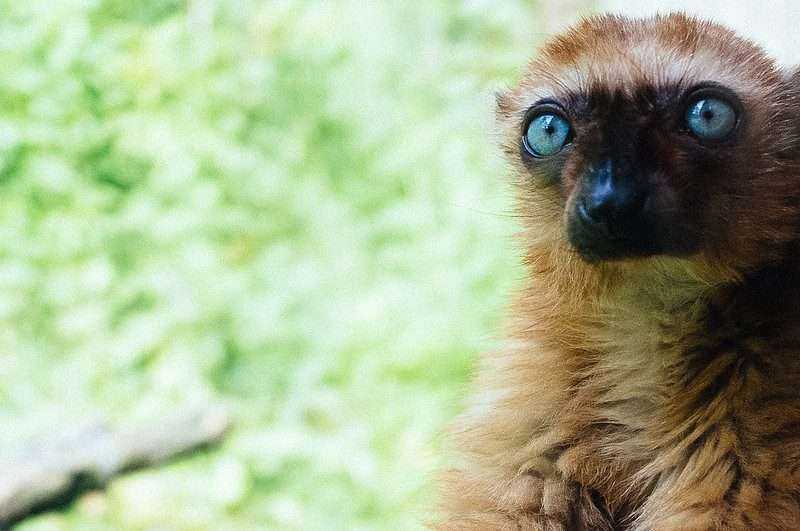 32 Lesser Known Fun Facts About Animals 11 blue-eyed lemur