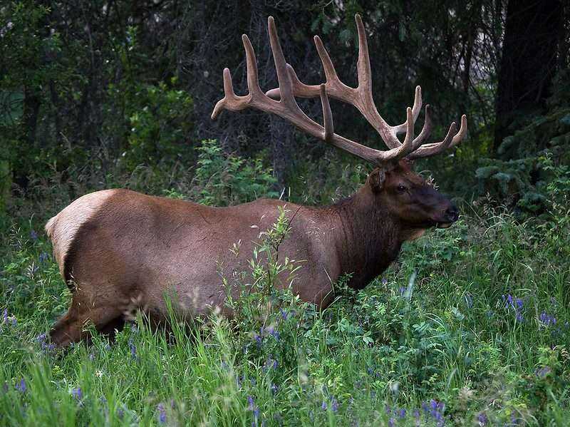 Best 101 Guide To Colorado Elk Hunting 2 Elk