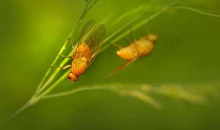 Close up image of fruit fly Where do fruit flies come from?