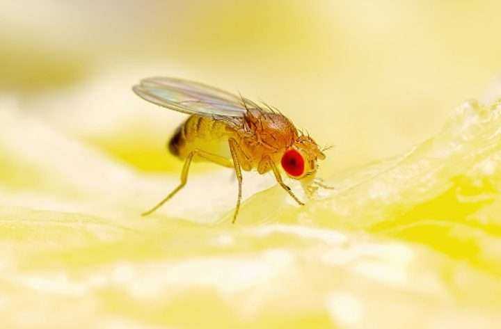 Fruit fly Fruit fly